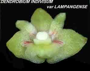 <b>Dendrobium indivisum </b> 