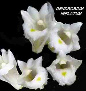 <b>Dendrobium inflatum </b> 