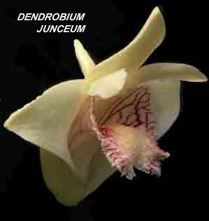 <b>Dendrobium junceum </b> 