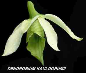 <b>Dendrobium kauldorumii </b> 