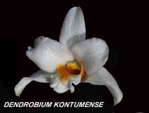 <b>Dendrobium kontumense </b> 