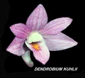 <b>Dendrobium kuhlii </b> 