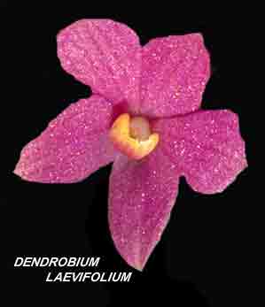 <b>Dendrobium laevifolium </b> 