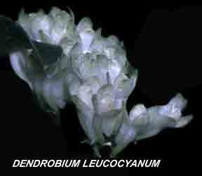 <b>Dendrobium leucocyanum </b> 