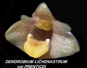 <b>Dendrobium lichenastrum </b> 