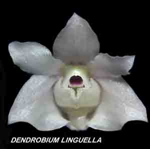 <b>Dendrobium linguella </b> 