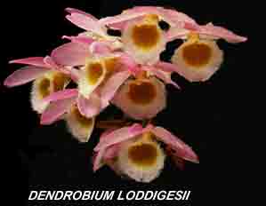 <b>Dendrobium loddigesii </b> 