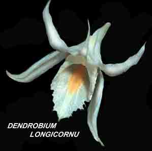 <b>Dendrobium longicornu </b> 