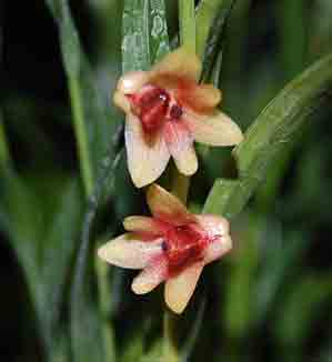 <b>Dendrobium malbrownii </b> 