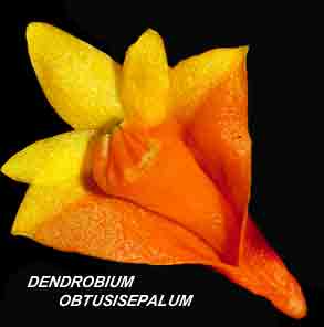 <b>Dendrobium obtusisepalum </b> 