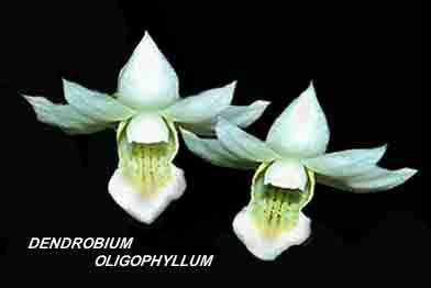 <b>Dendrobium oligophyllum </b> 