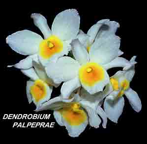 <b>Dendrobium palpeprae </b> 