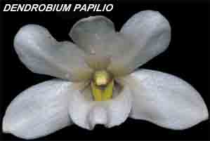 <b>Dendrobium papilio </b> 