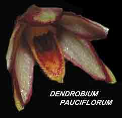 <b>Dendrobium pauciflorum </b> 