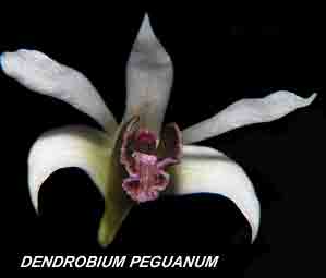 <b>Dendrobium peguanum </b> 