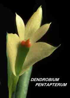 <b>Dendrobium pentapterum </b> 