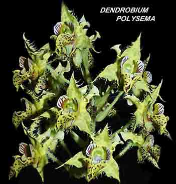 <b>Dendrobium polysema </b> 