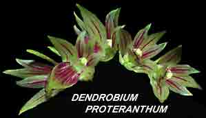 <b>Dendrobium proteranthum </b> 