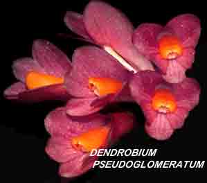 <b>Dendrobium pseudoglomeratum </b> 