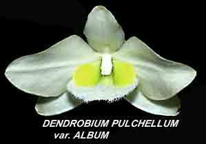 <b>Dendrobium pulchellum_album </b> 