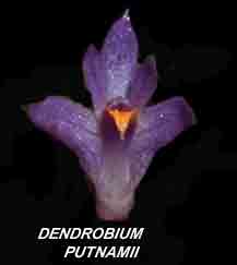 <b>Dendrobium putnamii </b> 