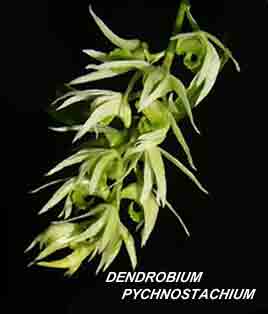 <b>Dendrobium pychnostachium </b> 