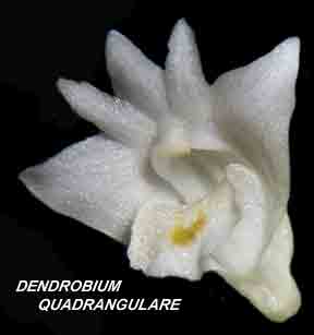 <b>Dendrobium quadrangulare </b> 