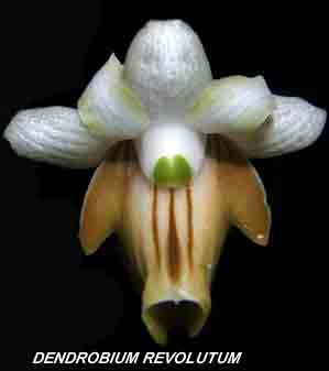 <b>Dendrobium revolutum </b> 