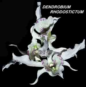 <b>Dendrobium rhodostictum </b> 