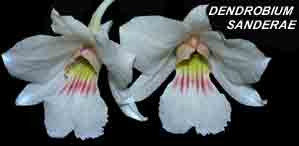 <b>Dendrobium sanderae </b> 