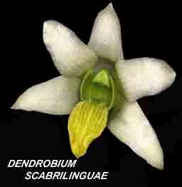 <b>Dendrobium scabrilingue </b> 