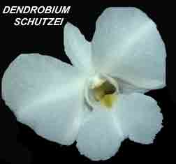 <b>Dendrobium schutzei </b> 