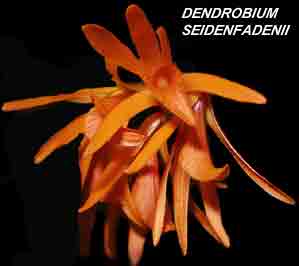 <b>Dendrobium seidenfadenii </b> 