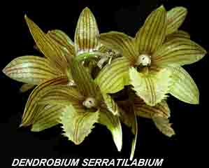 <b>Dendrobium serratilabium </b> 