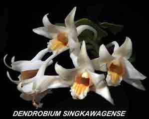 <b>Dendrobium singkawagense </b> 