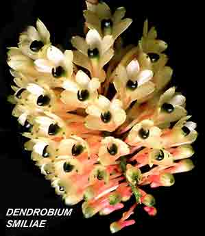 <b>Dendrobium smillieae </b> 