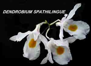 <b>Dendrobium spathilingue </b> 