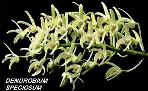 <b>Dendrobium speciosum </b> 