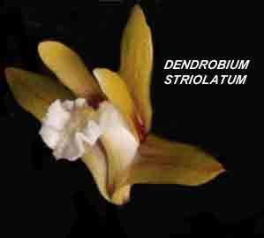 <b>Dendrobium striolatum </b> 