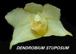 <b>Dendrobium stuposum </b> 