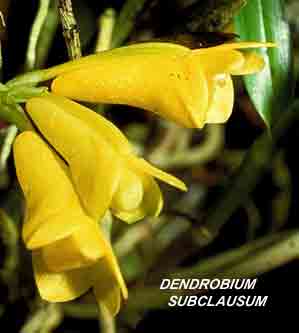 <b>Dendrobium subclausum </b> 