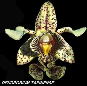 <b>Dendrobium tapinense </b> 