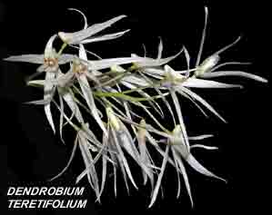 <b>Dendrobium teretifolium </b> 