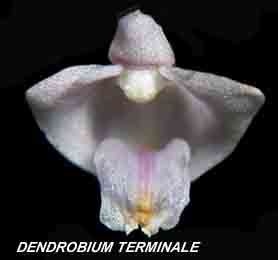 <b>Dendrobium terminale </b> 