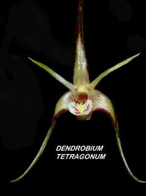 <b>Dendrobium tetragonum </b> 