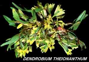 <b>Dendrobium theionanthum </b> 