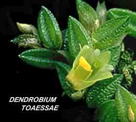 <b>Dendrobium toressae </b> 