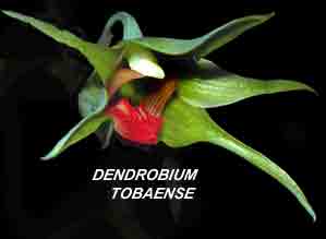 <b>Dendrobium tobaense </b> 