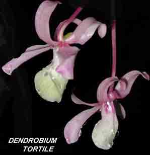 <b>Dendrobium tortile </b> 