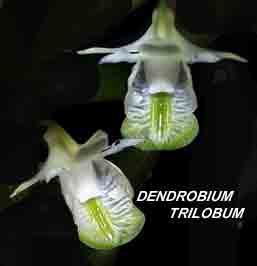 <b>Dendrobium trilobulatum </b> 